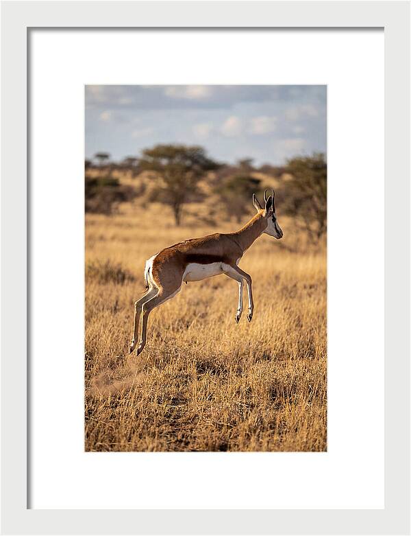 African Springbok In Motion