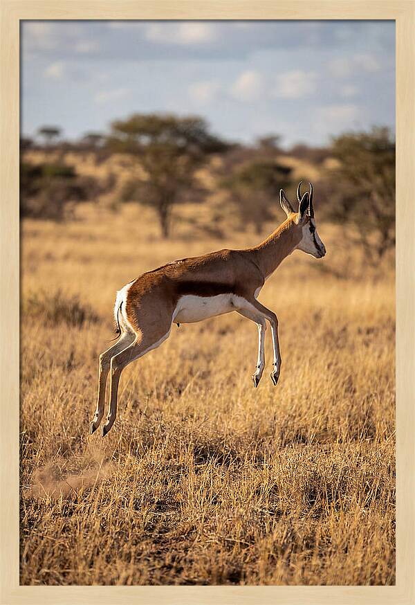 African Springbok In Motion
