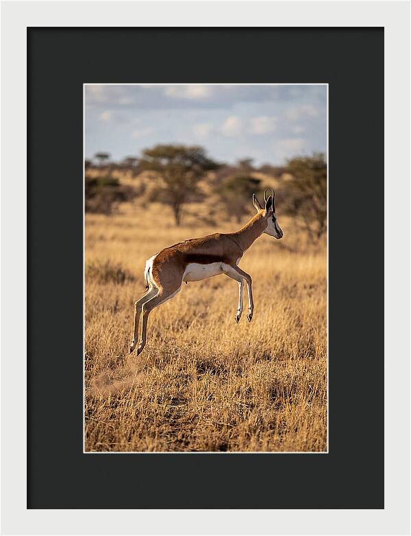 African Springbok In Motion