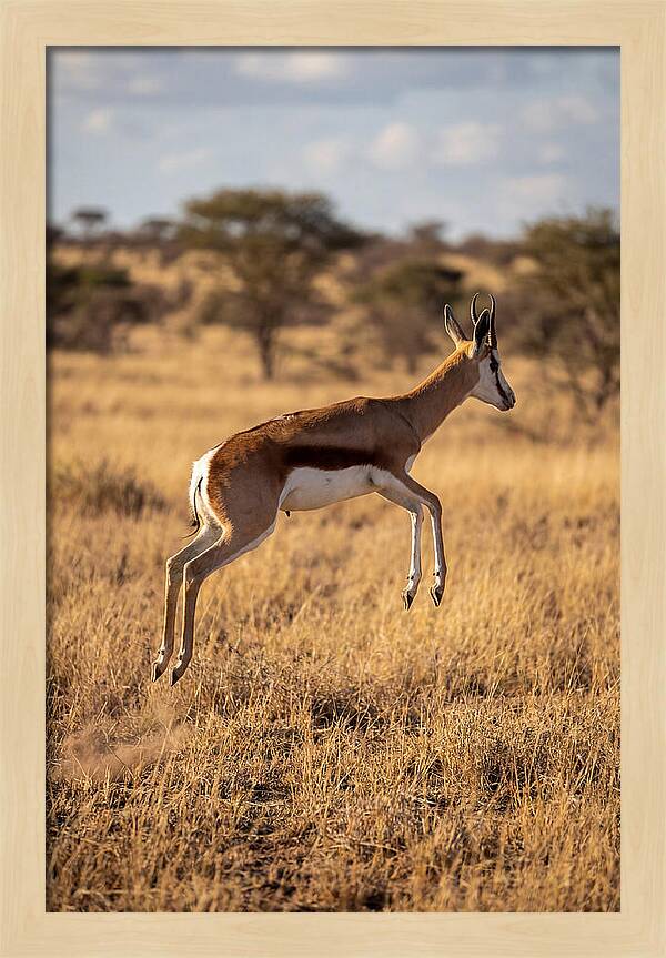African Springbok In Motion