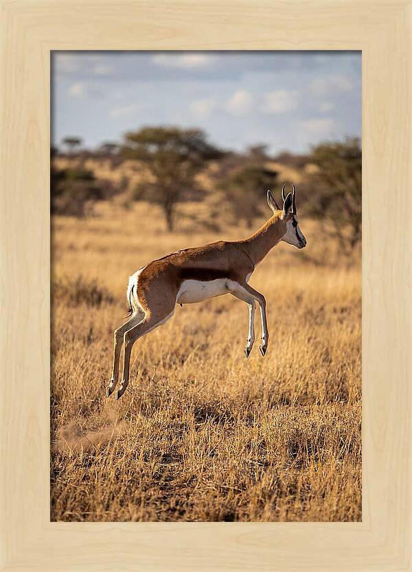 African Springbok In Motion