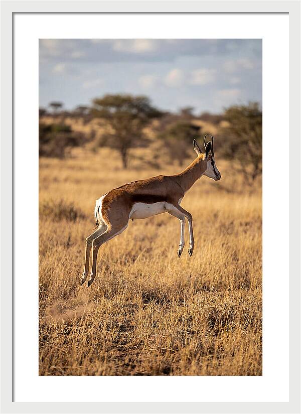 African Springbok In Motion