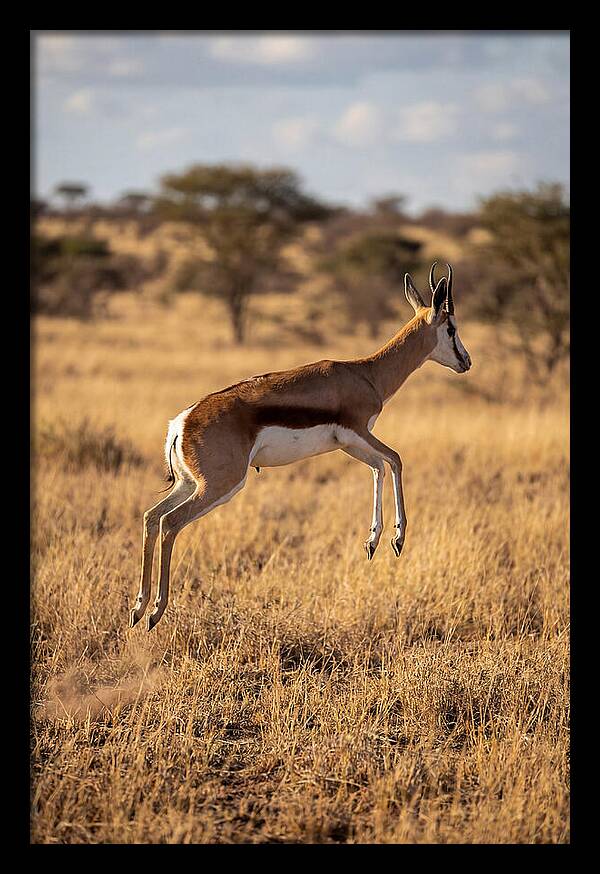 African Springbok In Motion