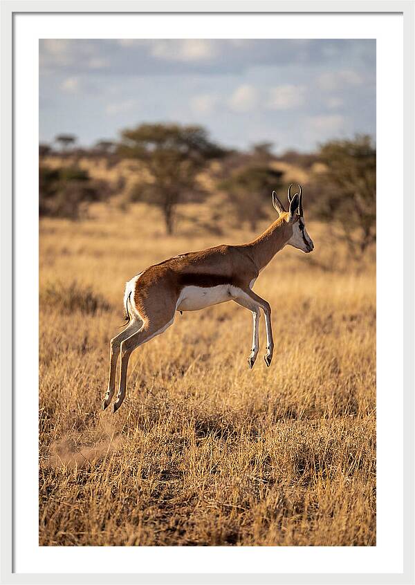 African Springbok In Motion