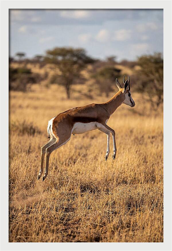 African Springbok In Motion