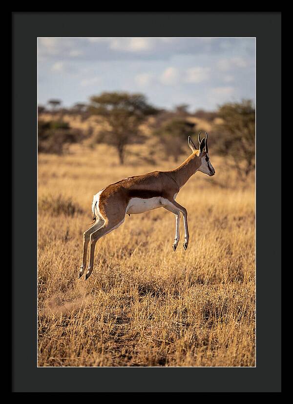 African Springbok In Motion