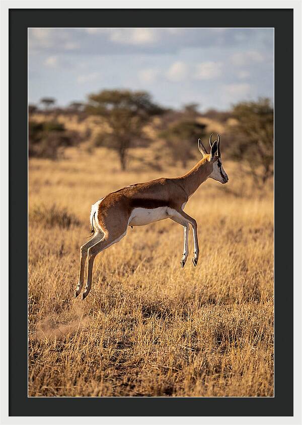 African Springbok In Motion
