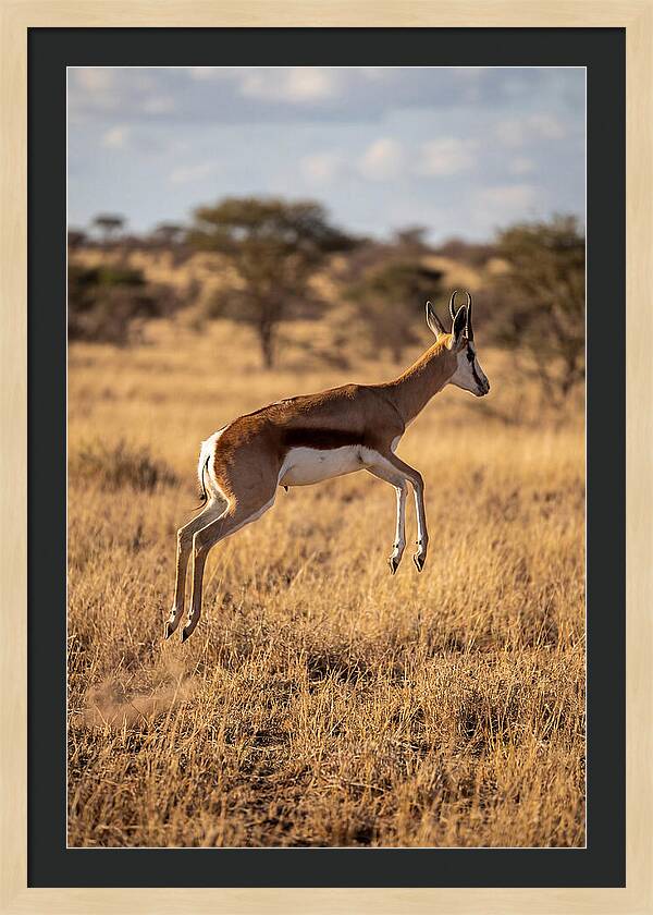 African Springbok In Motion