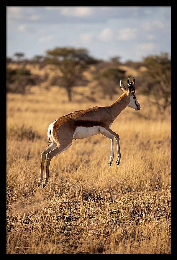 African Springbok In Motion