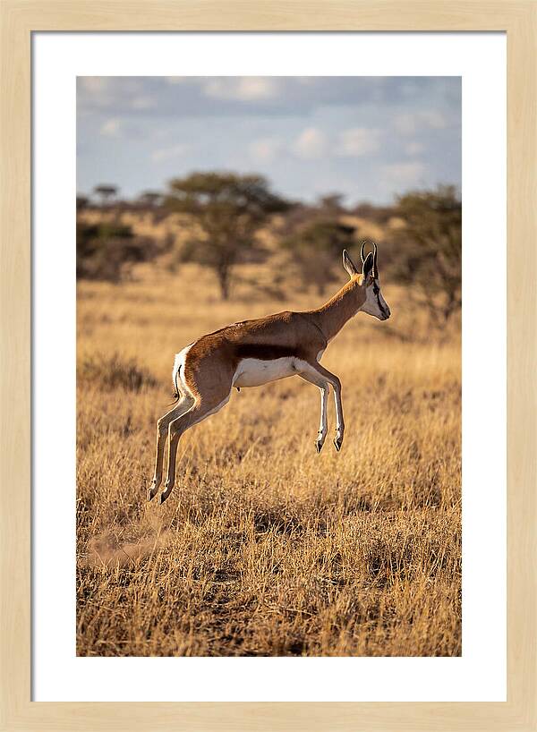 African Springbok In Motion