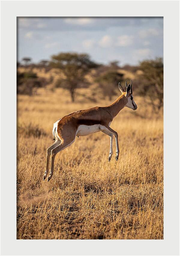 African Springbok In Motion