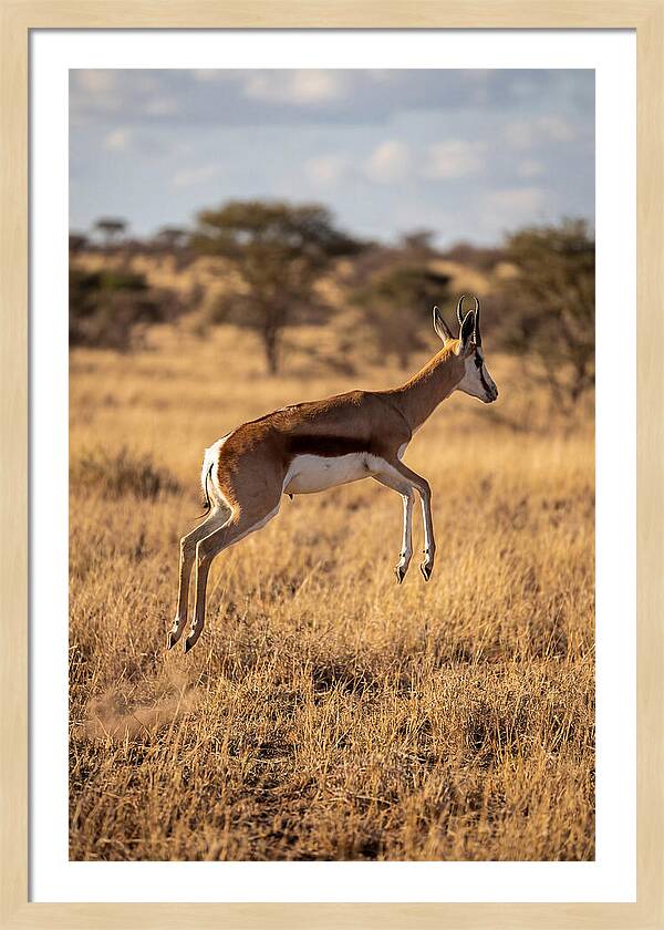 African Springbok In Motion