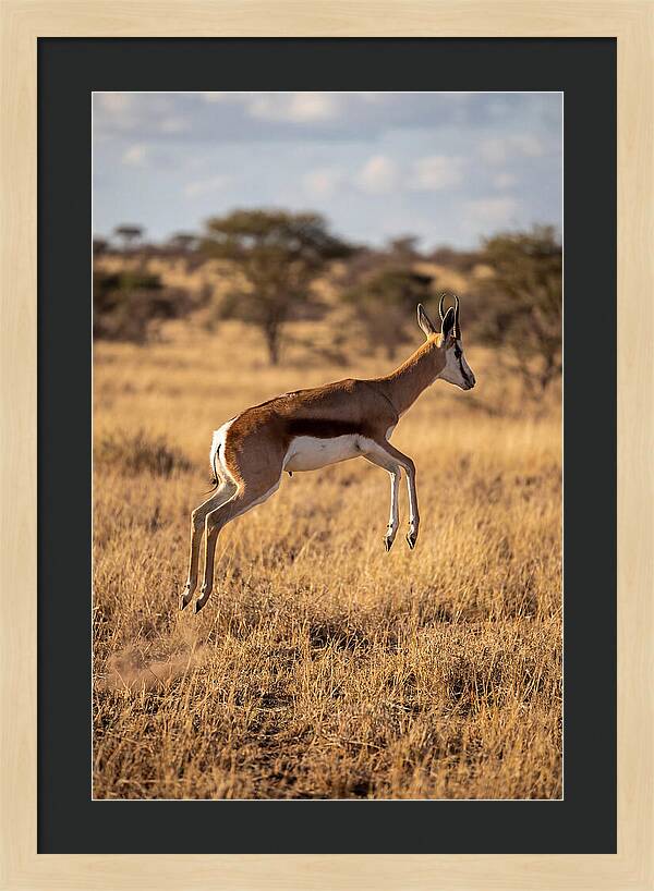 African Springbok In Motion