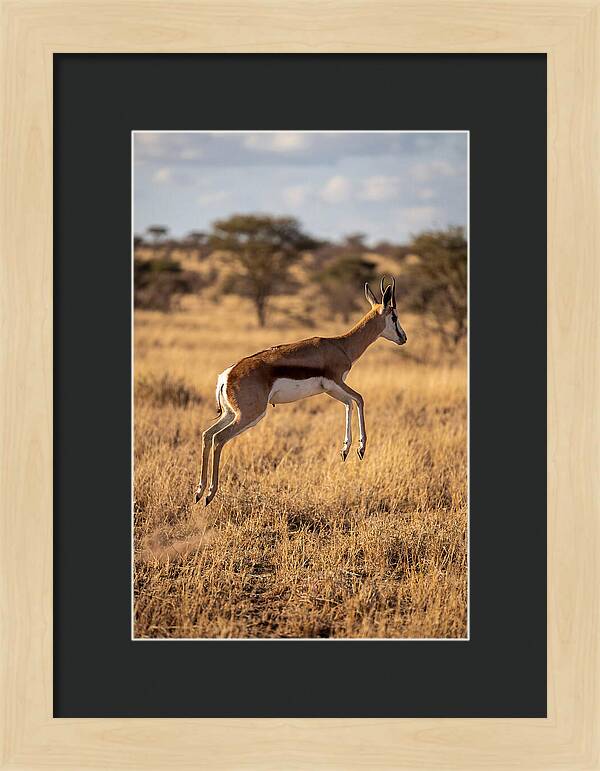 African Springbok In Motion