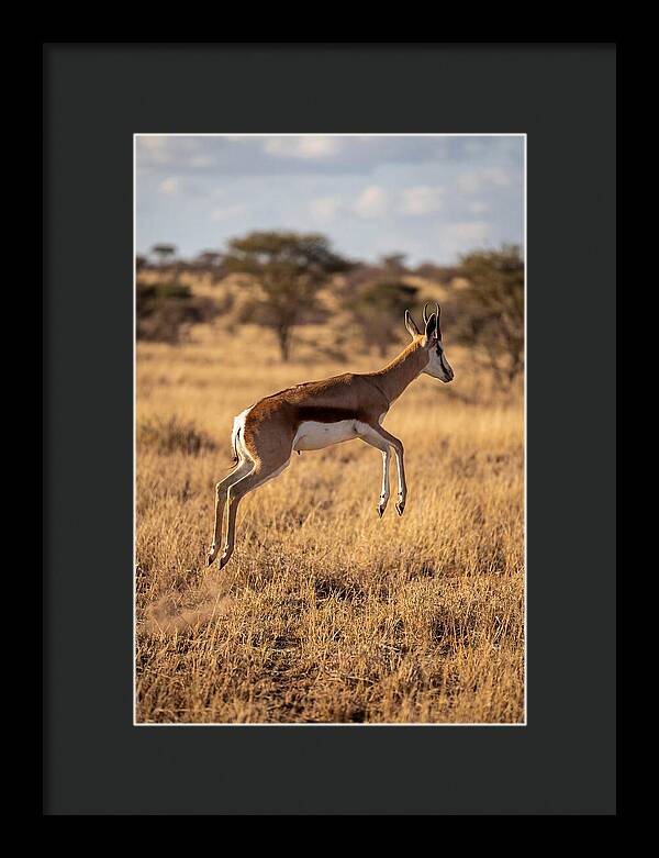 African Springbok In Motion