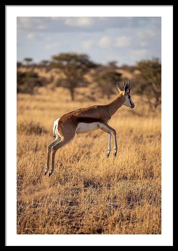 African Springbok In Motion