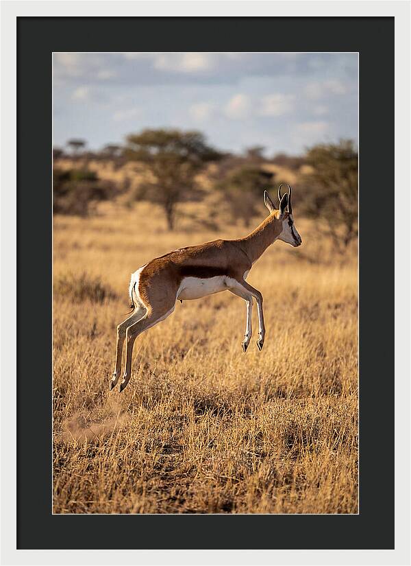 African Springbok In Motion