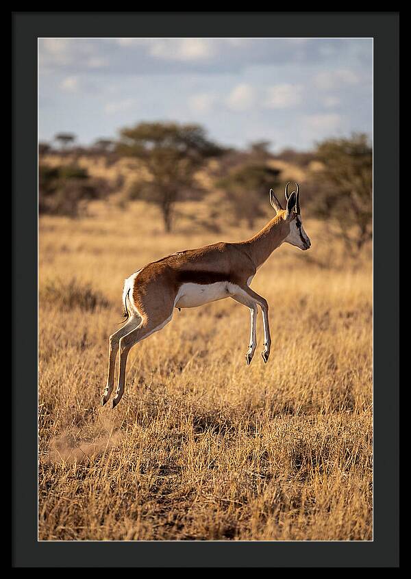 African Springbok In Motion