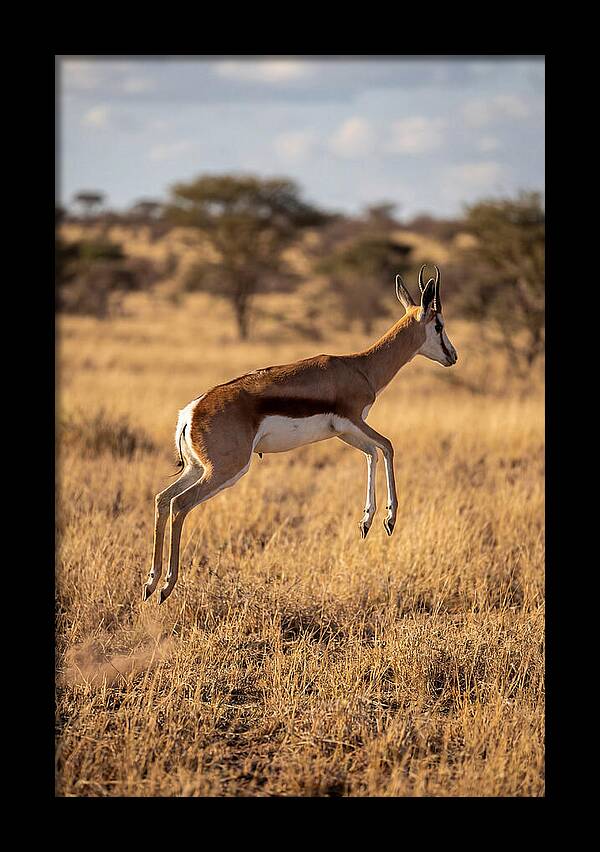 African Springbok In Motion