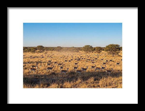 African Springboks Grazing In Harmony