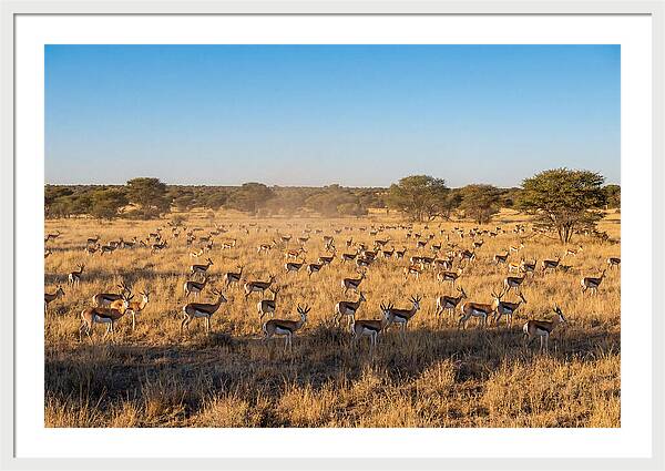 African Springboks Grazing In Harmony