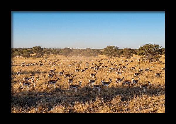 African Springboks Grazing In Harmony