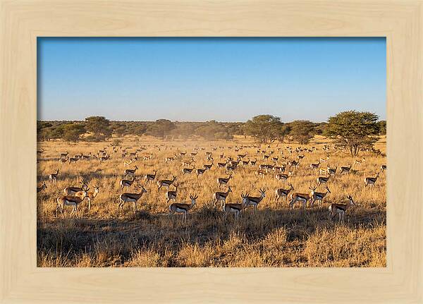 African Springboks Grazing In Harmony