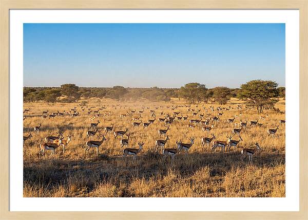 African Springboks Grazing In Harmony