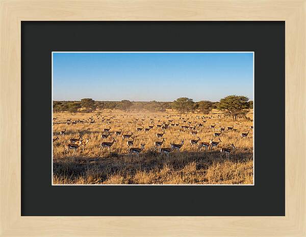 African Springboks Grazing In Harmony