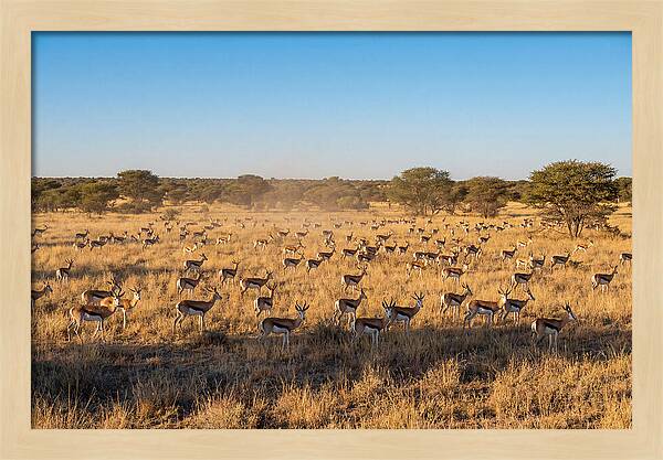 African Springboks Grazing In Harmony