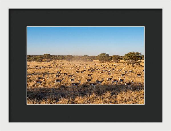 African Springboks Grazing In Harmony
