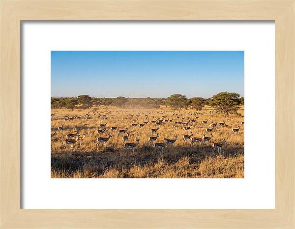 African Springboks Grazing In Harmony
