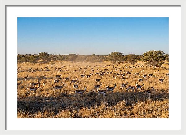 African Springboks Grazing In Harmony