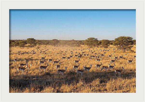 African Springboks Grazing In Harmony