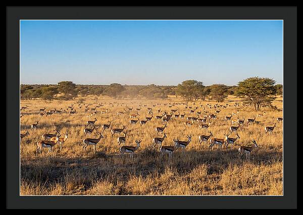 African Springboks Grazing In Harmony