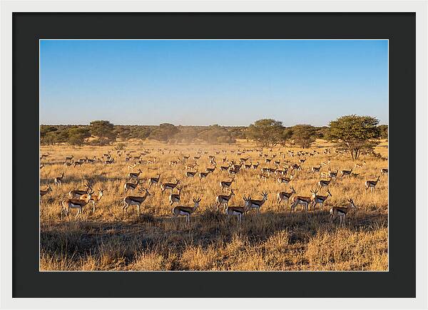 African Springboks Grazing In Harmony