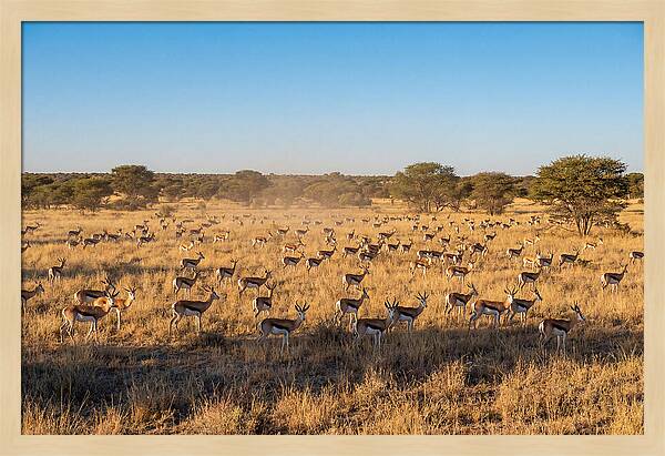 African Springboks Grazing In Harmony