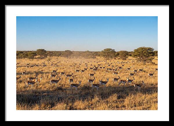 African Springboks Grazing In Harmony
