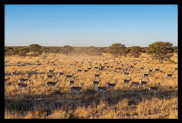 African Springboks Grazing In Harmony