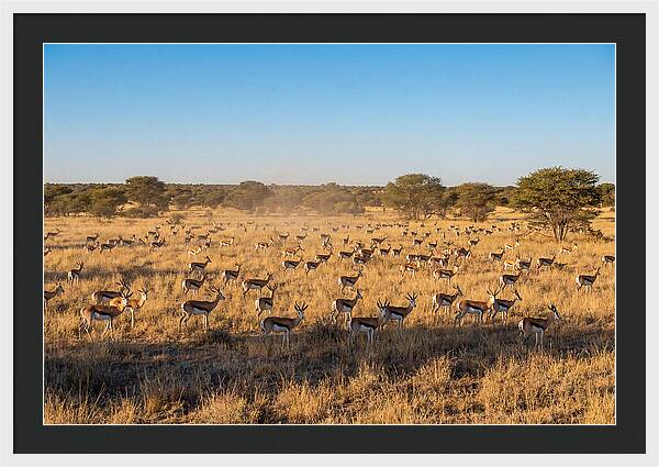 African Springboks Grazing In Harmony