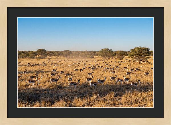 African Springboks Grazing In Harmony