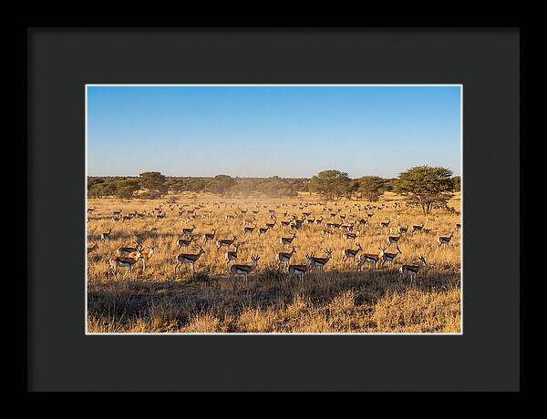 African Springboks Grazing In Harmony
