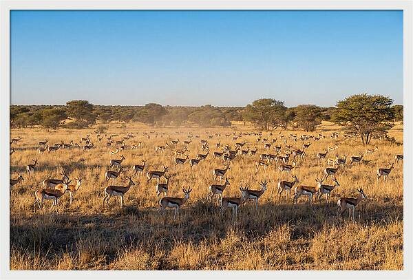 African Springboks Grazing In Harmony