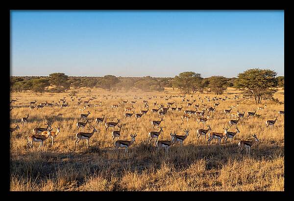 African Springboks Grazing In Harmony