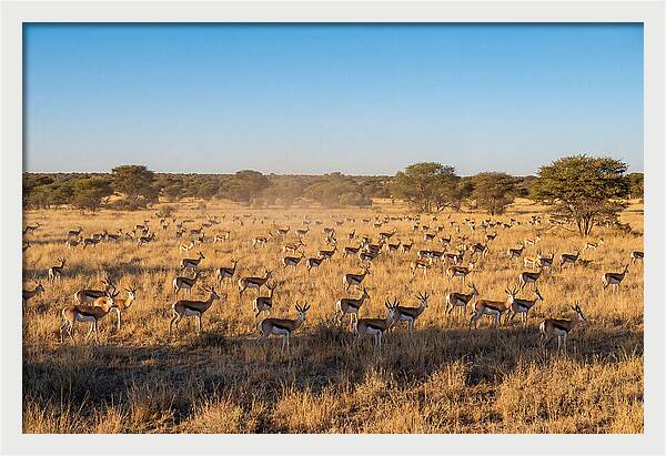 African Springboks Grazing In Harmony