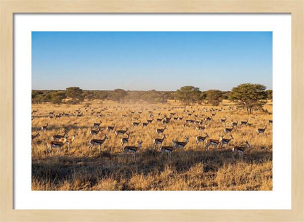 African Springboks Grazing In Harmony