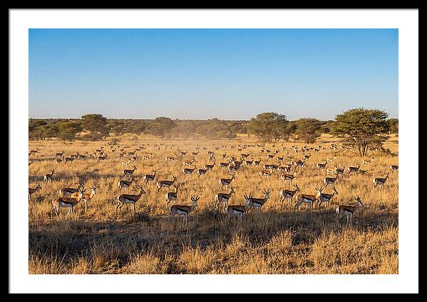 African Springboks Grazing In Harmony