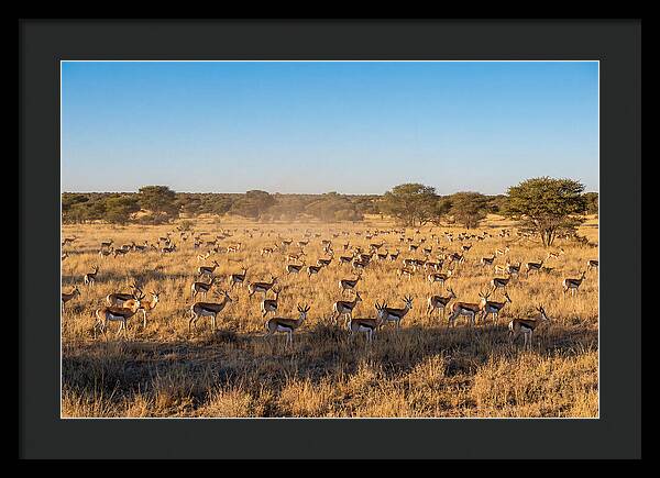 African Springboks Grazing In Harmony