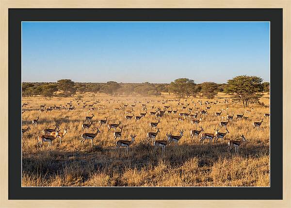 African Springboks Grazing In Harmony
