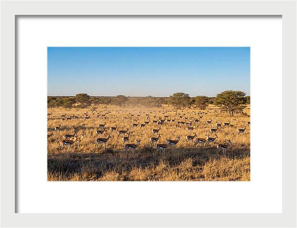 African Springboks Grazing In Harmony
